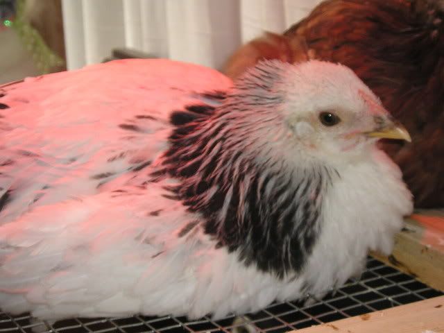 chicks009.jpg