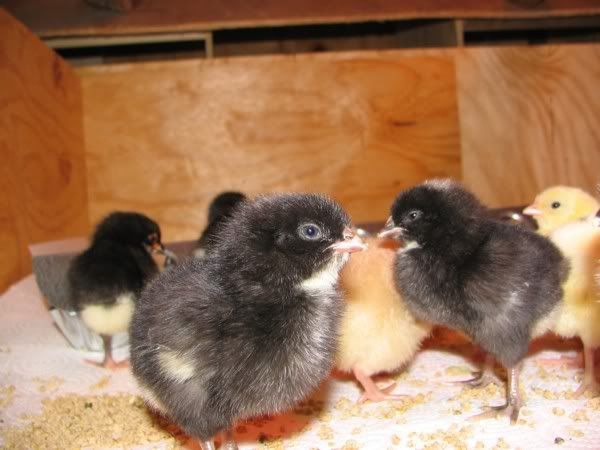 chicks2600.jpg