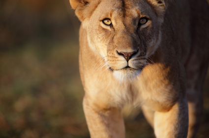 lioness.jpg