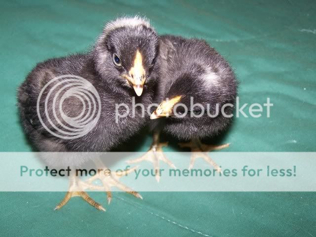MyChickens005-1.jpg