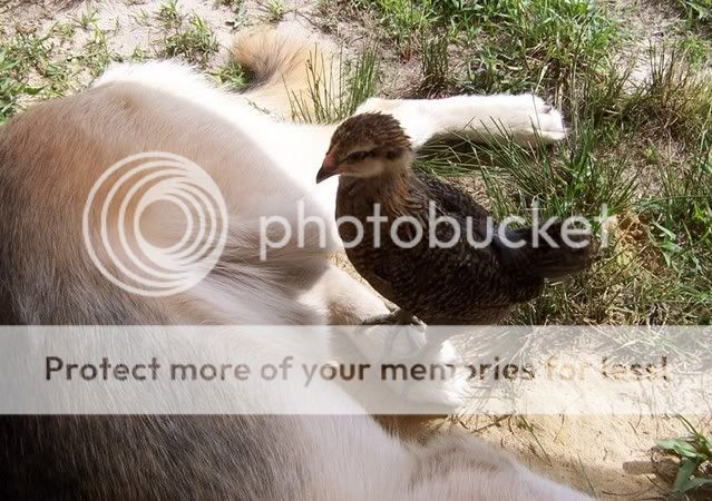ChicknFernie.jpg
