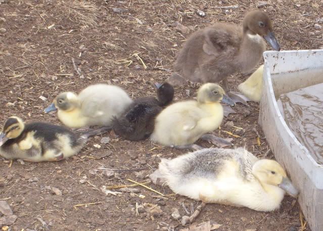 duckquestions014.jpg