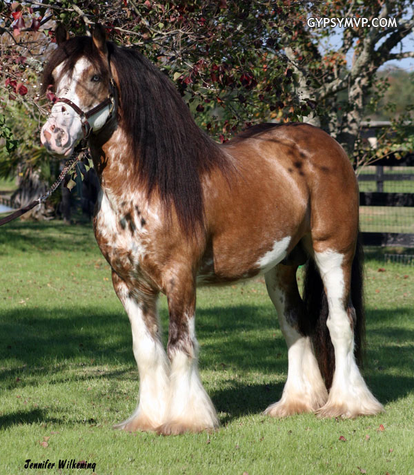 gypsy-vanner-stallion-sundance.jpg
