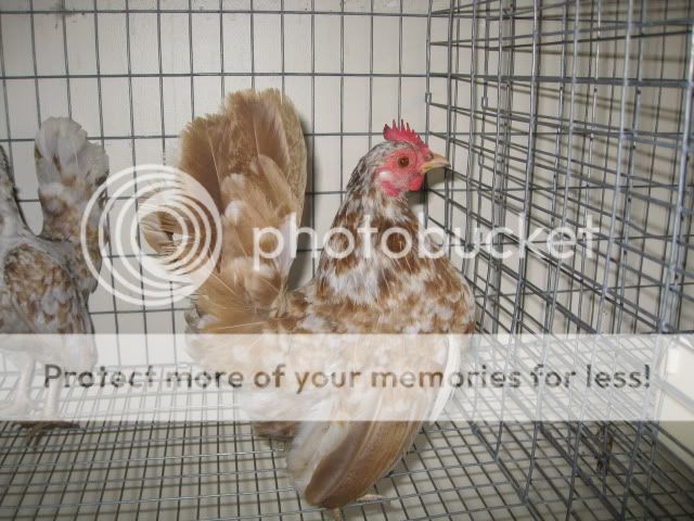 buffmottlehen.jpg