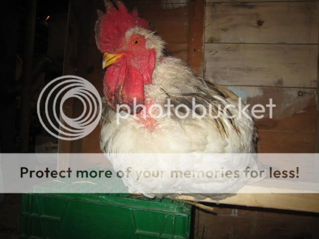 Rooster002.jpg