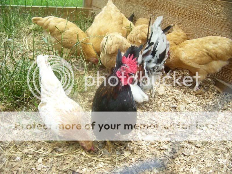Chicks6-3-08028.jpg