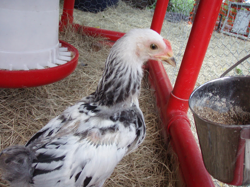 Chickens%20040.JPG