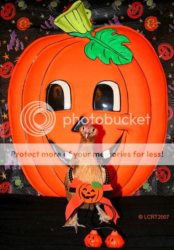 IMG_6110_Lucky_pumpkin_LCRT2007.jpg