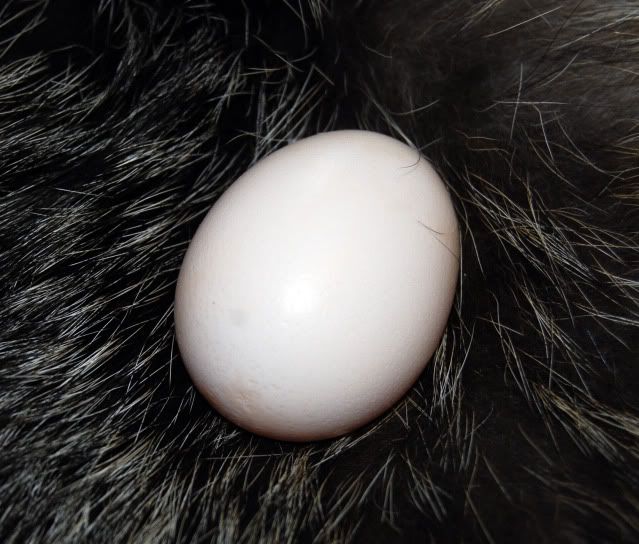 Egg22Aug10001.jpg