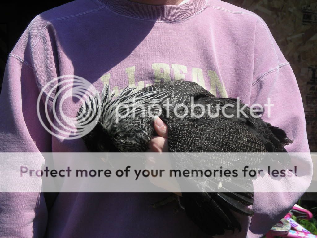 Picture116.jpg