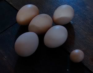 lilyegg.jpg