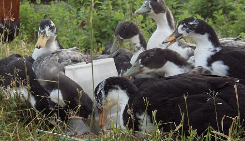 shetlandducks_copy001.jpg