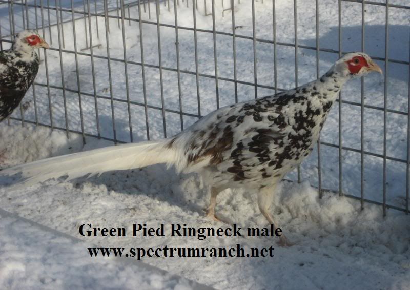 Piedgreensrm.jpg