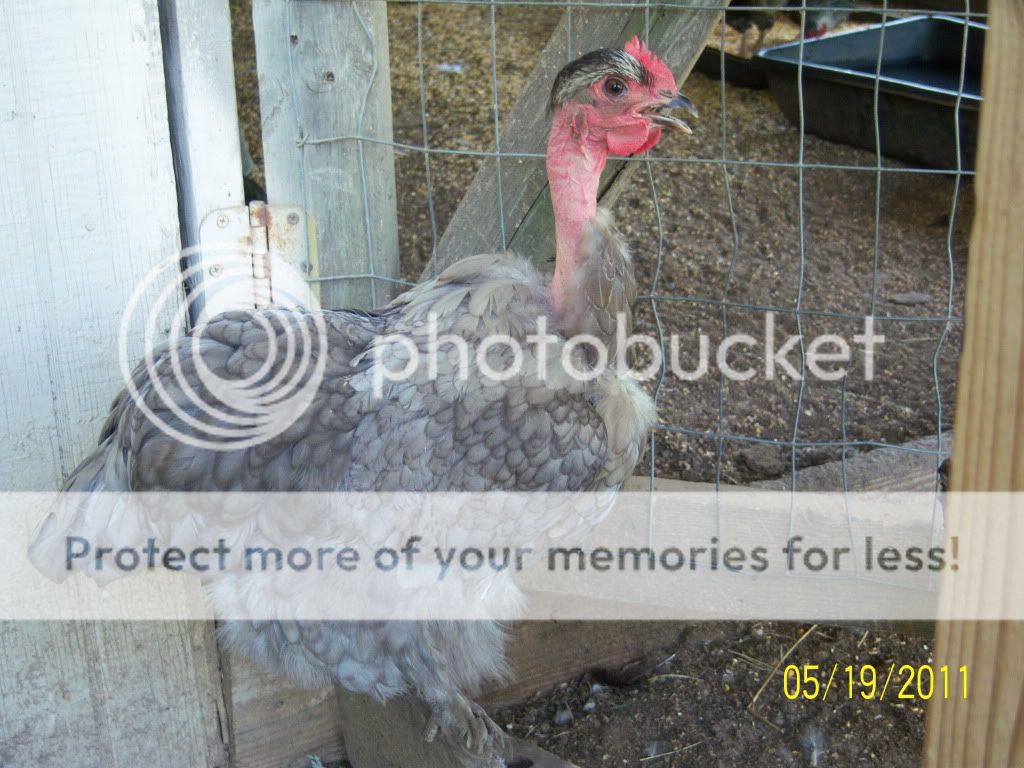 gallinas2011021.jpg