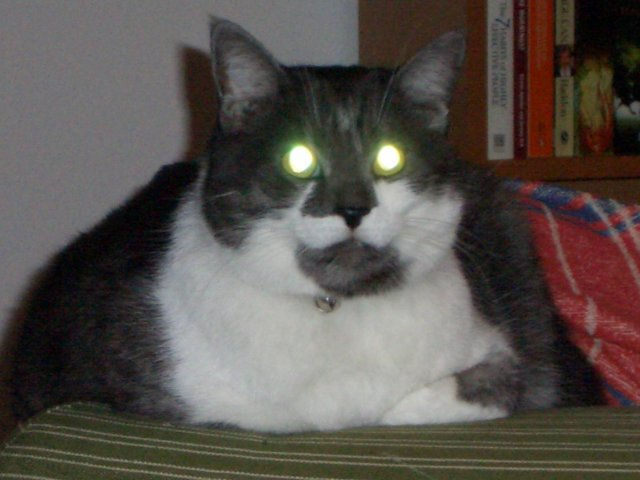 evil_kitty_jpg.jpg