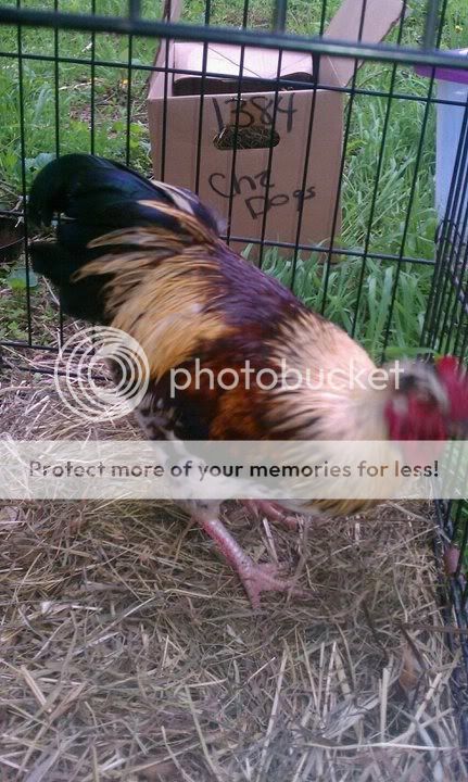rooster.jpg