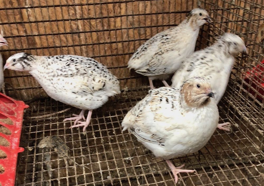 20 hatching eggs Coturnix Quail Snowy Pearl Fee Lavender Red ...