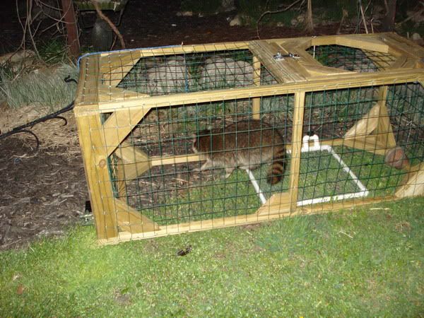 coon2.jpg