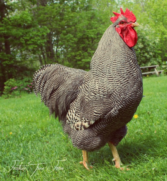 Barred Plymouth Rock - Feather Tree Farm