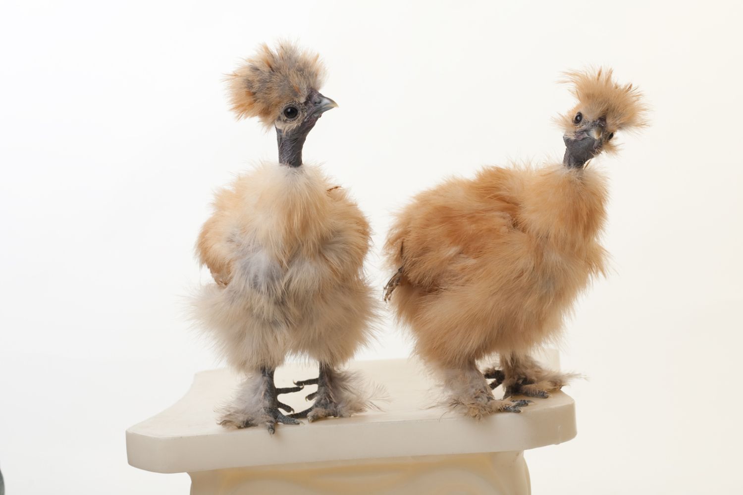 900x900px-LL-bcb3b607_showgirls.jpeg