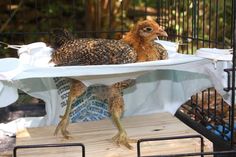 ade38aaeeabd94d8a9675babe7b42d0b--poultry-stand-up.jpg