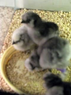 silkiesandsussex09068.jpg