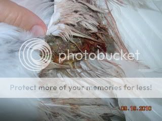 DSCN3908.jpg