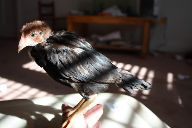 birdnov7013.jpg
