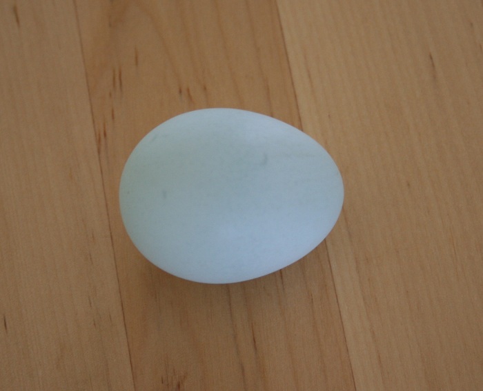 first_egg.jpg