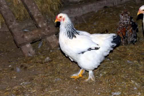 brahmapullet.jpg