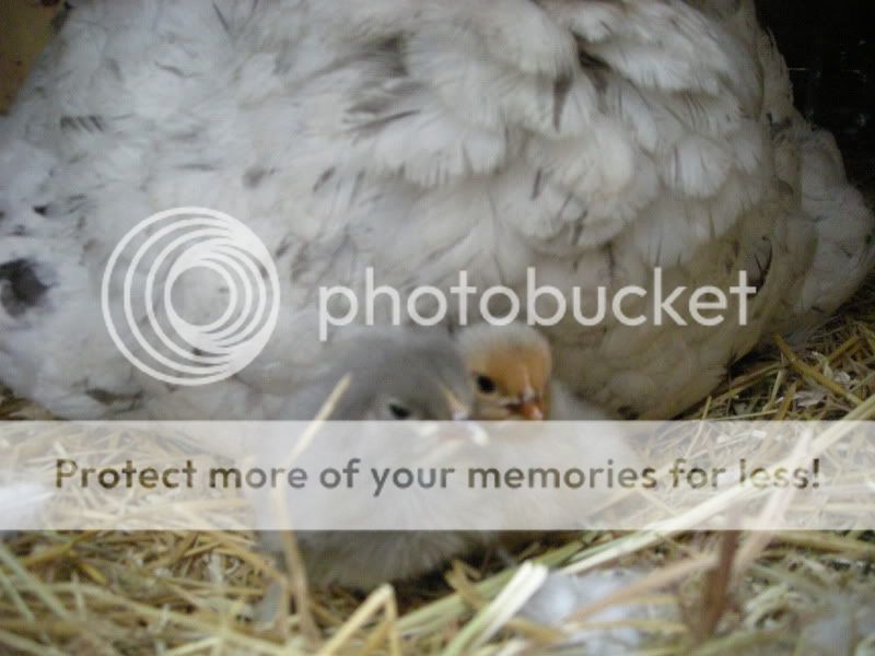 DSCN4910.jpg