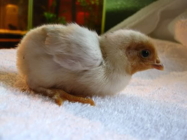 chicks6.jpg