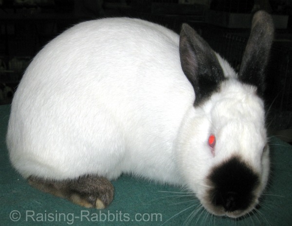 Californian-Rabbits.jpg
