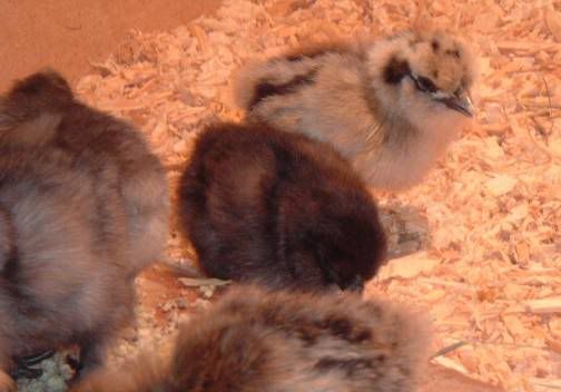 Silkiechicks21Dec07.jpg
