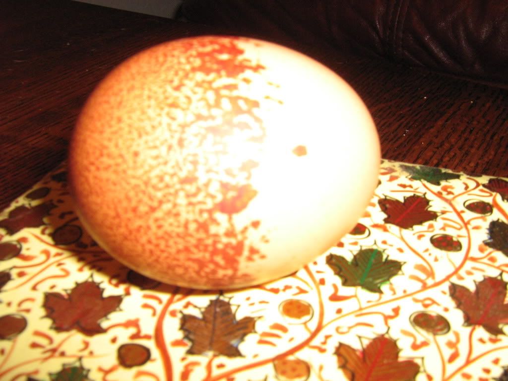 NewChickens040.jpg