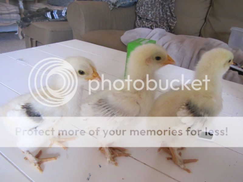march2011034.jpg