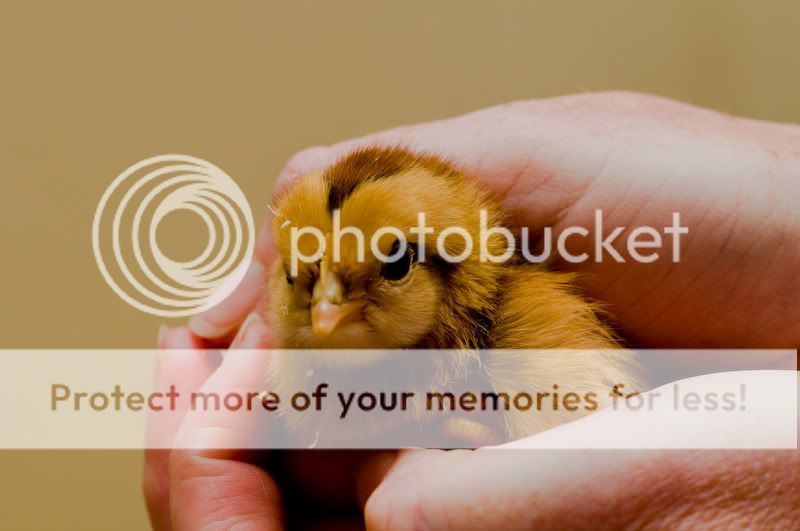 0806babychick003-2.jpg