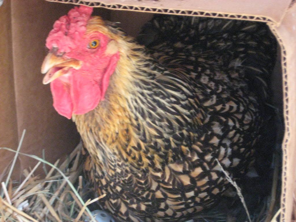 Chickens032.jpg