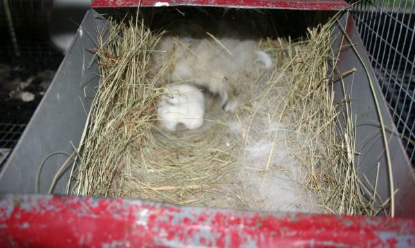 bunny3.jpg