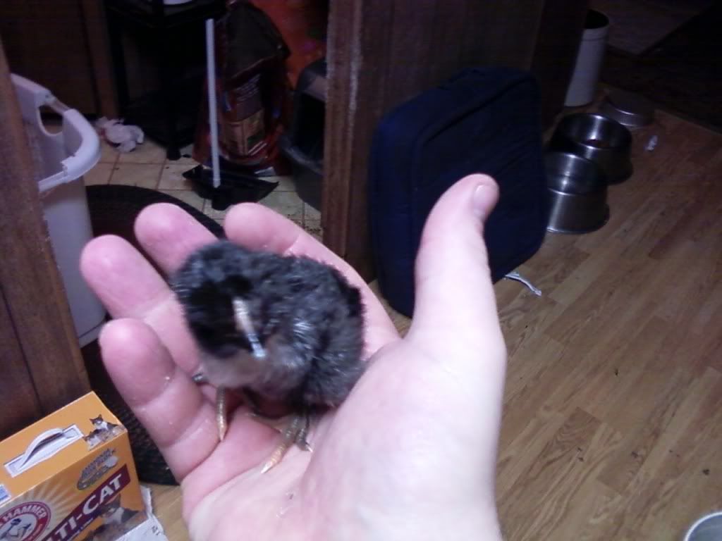 Photo476.jpg