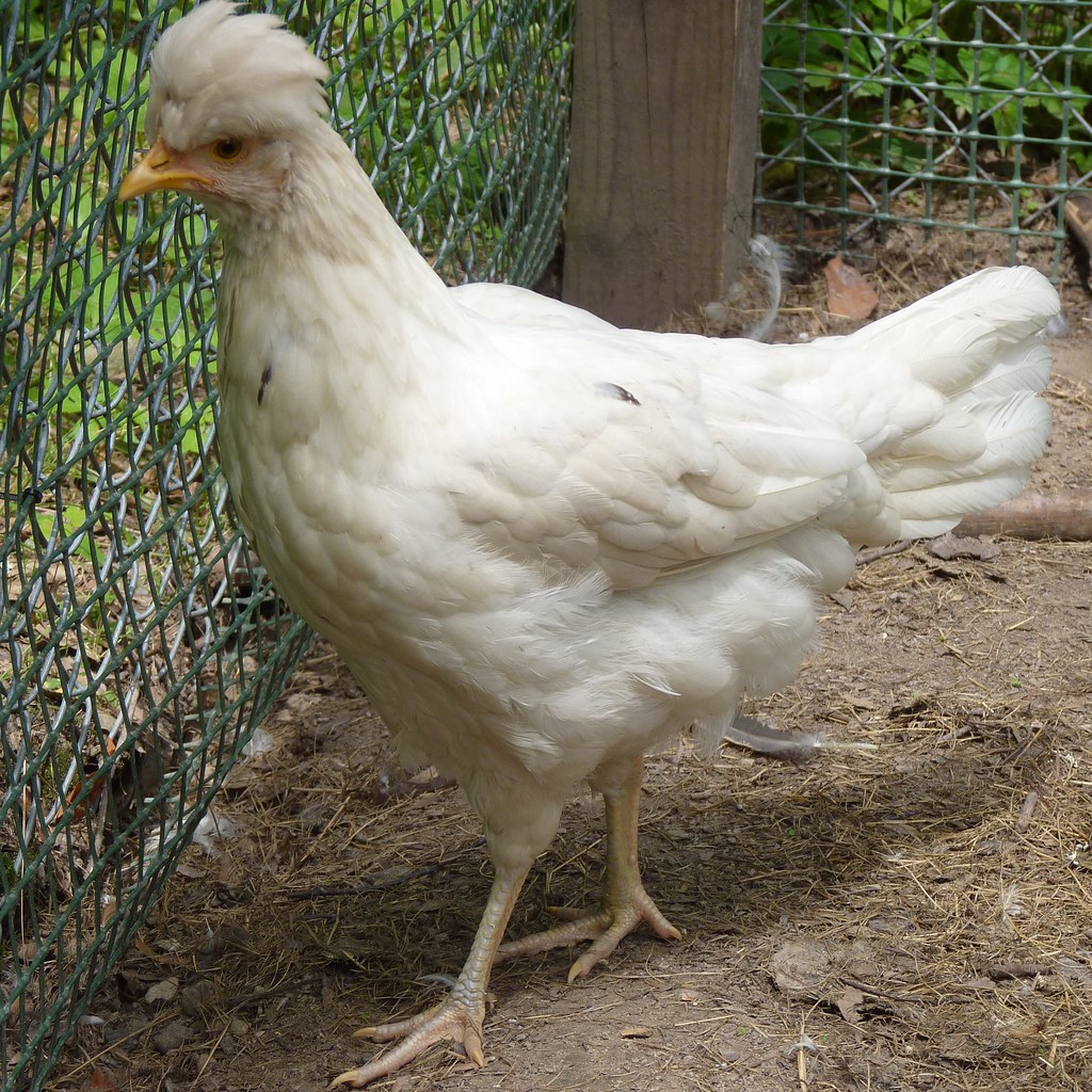Cream Legbar x buff-laced Polish pullet | One of three nearl… | Flickr