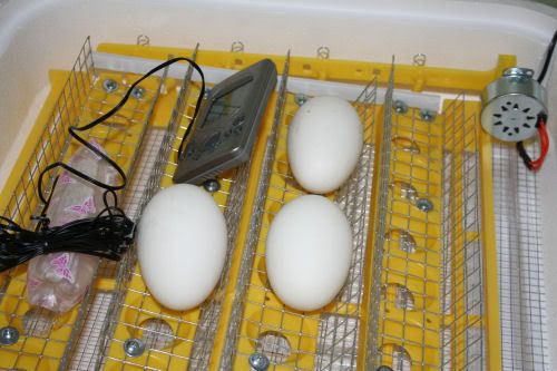 gooseeggs2ndbatch.jpg