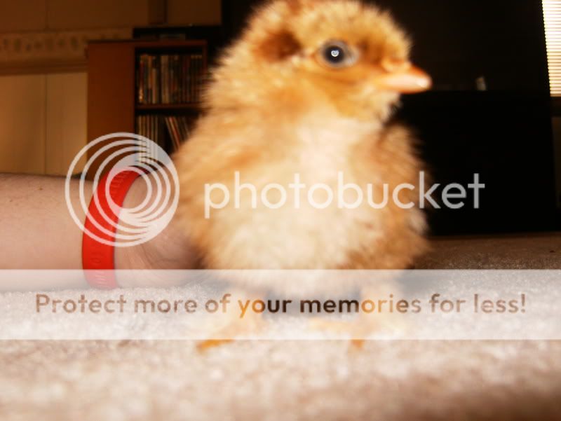 HPIM0221.jpg