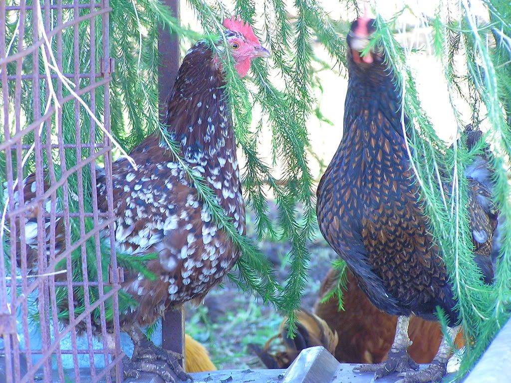 chickens022.jpg
