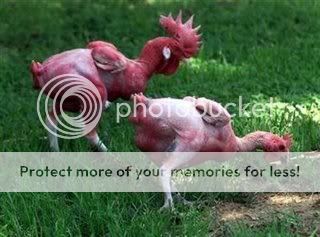 Featherlesschooks.jpg