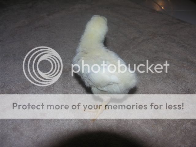 chicks_007.jpg