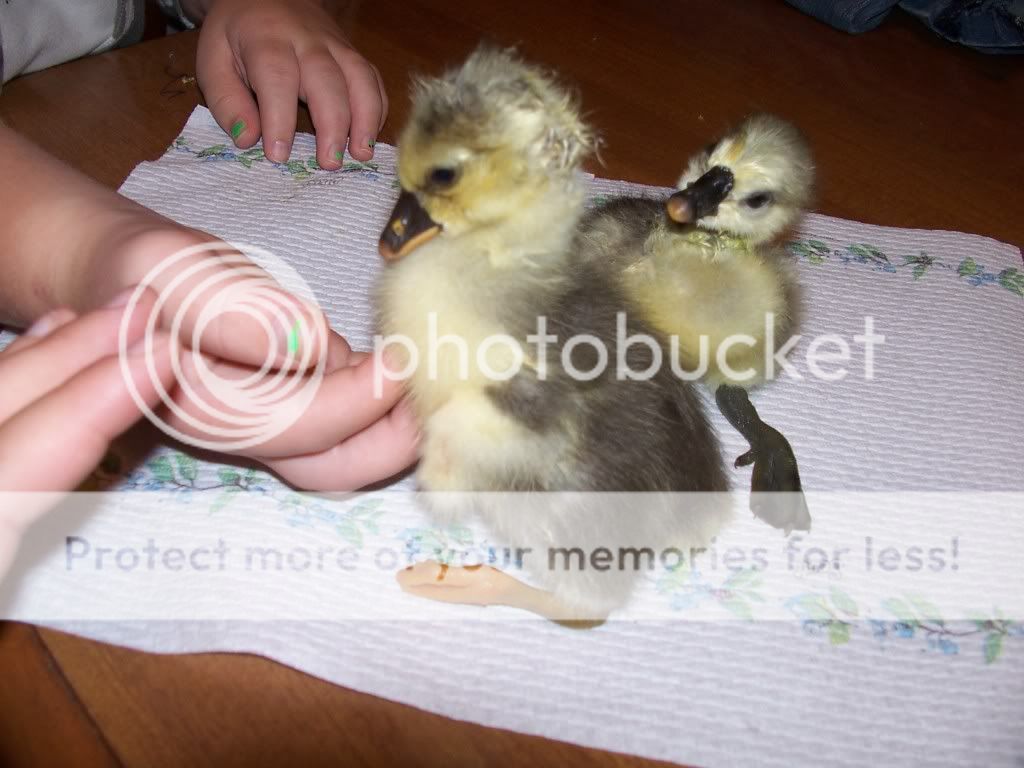 102_2567geese.jpg