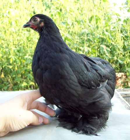 blackcochin5.jpg