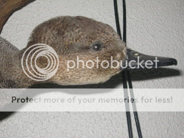 IMG_6024.jpg