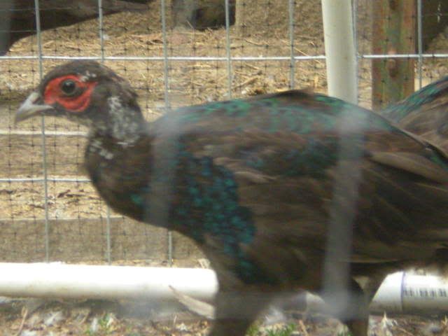 pheasants022.jpg